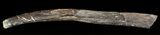 Mosasaur (Platecarpus) Rib Section With Tooth Marks! #49335-1